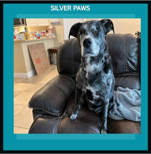 BLU * - Labrador Retriever / Catahoula Leopard Dog available for adoption