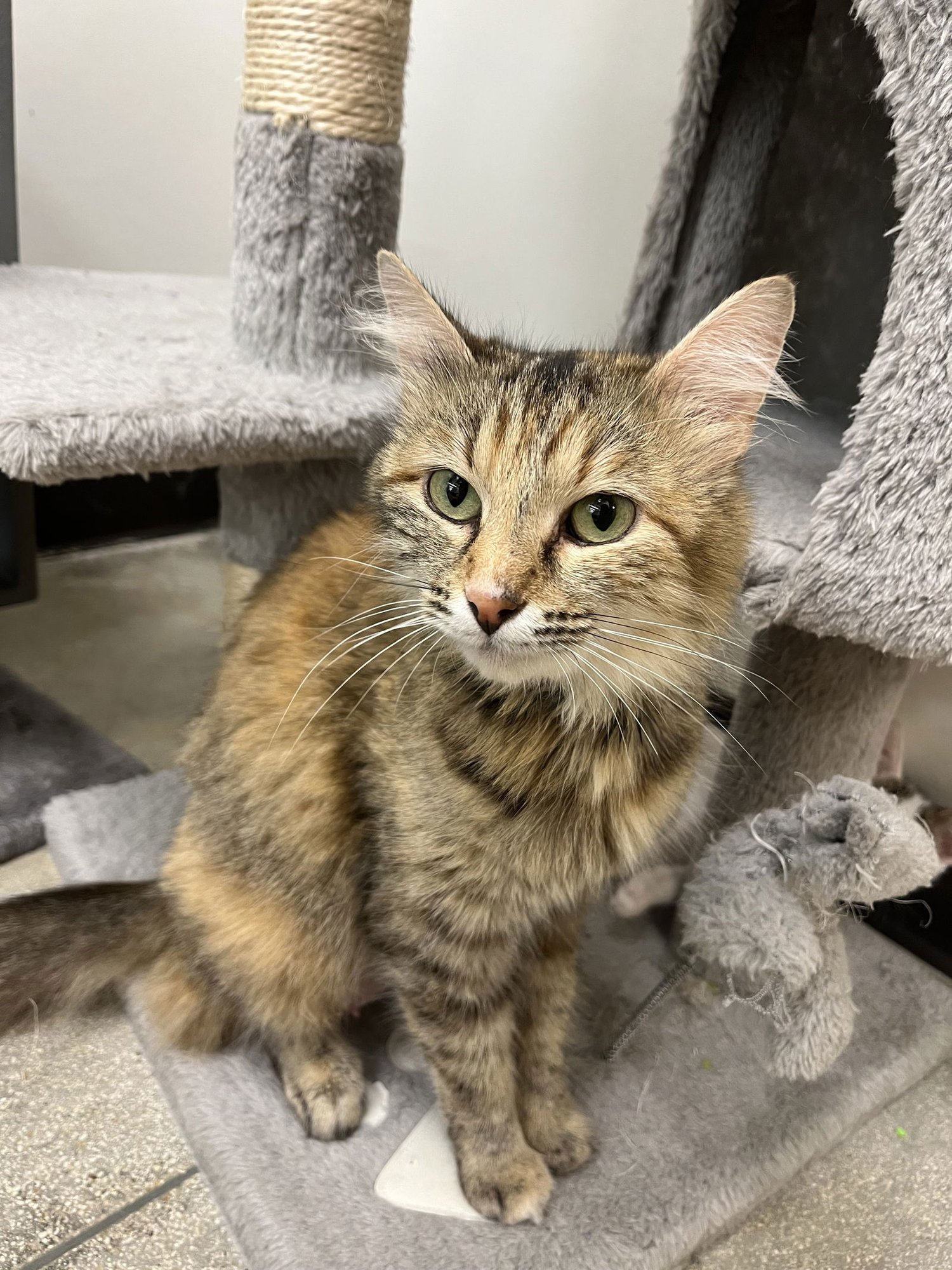 FOXIE - Domestic Long Hair / Torbie available for adoption