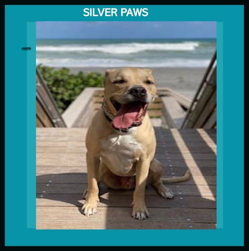DODGER * - Terrier / Labrador Retriever available for adoption