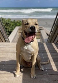 DODGER * - Terrier / Labrador Retriever available for adoption