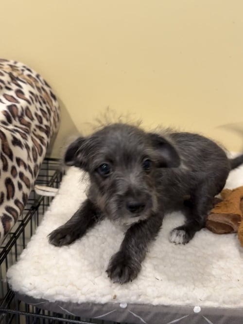 ECLIPSE * - Chihuahua / Terrier available for adoption