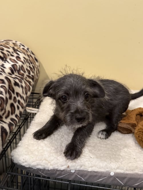 ECLIPSE * - Chihuahua / Terrier available for adoption