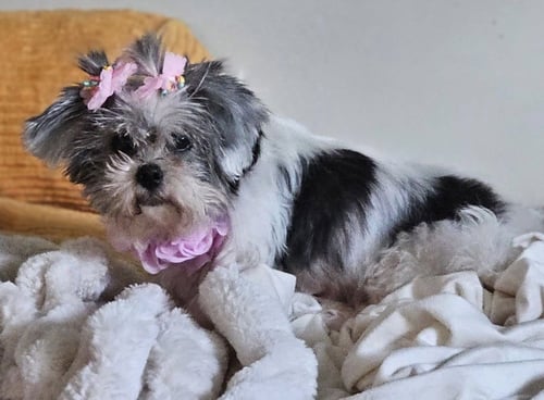 CLARISSA - Shih Tzu available for adoption
