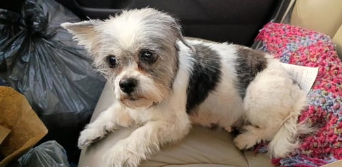 CLARISSA - Shih Tzu available for adoption