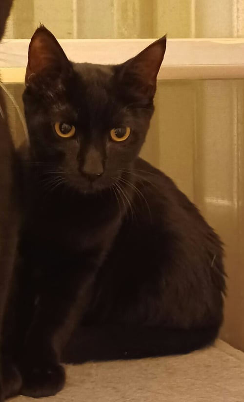 SAM * - Domestic Short Hair for adoption in West Palm Beach