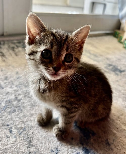 HAPPY KITTEN * - Tabby for adoption in West Palm Beach