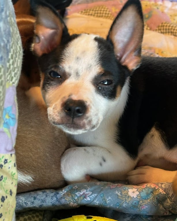 Finn Puppy * Image