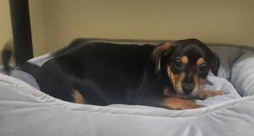 VICTOR * - Dachshund available for adoption