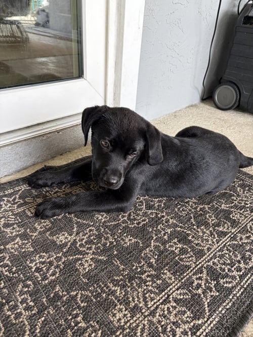 ELROY - Labrador Retriever available for adoption
