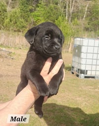 Elroy - Photo 2