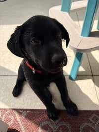 Elroy - Photo 3