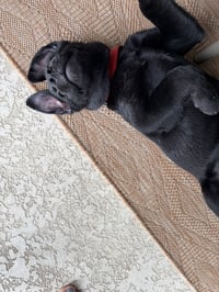 Elroy - Photo 4