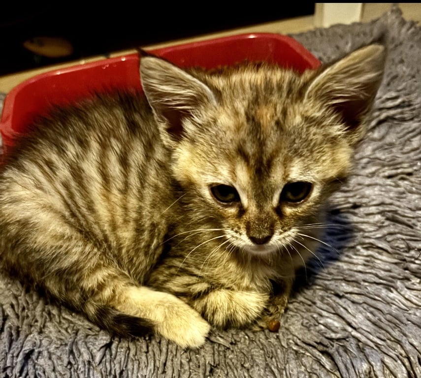 Hershey * Image