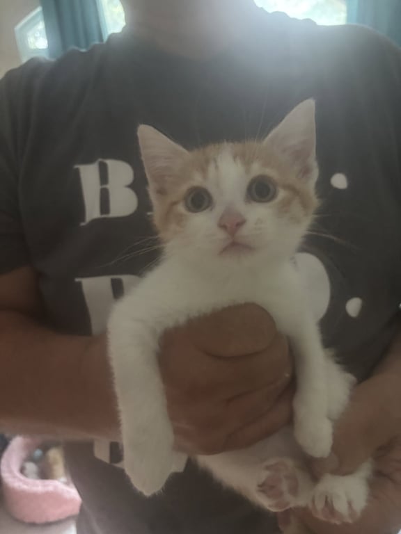 Creamsicle * Image