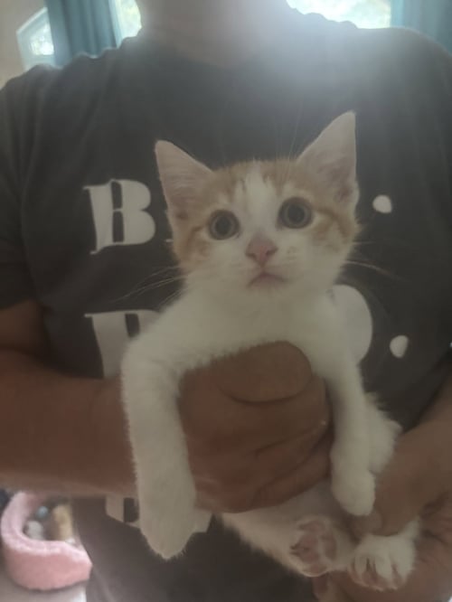 CREAMSICLE * - Domestic Short Hair available for adoption