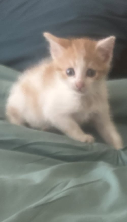 CREAMSICLE * - Domestic Short Hair available for adoption