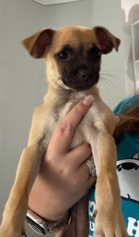 Honey * - Photo 3