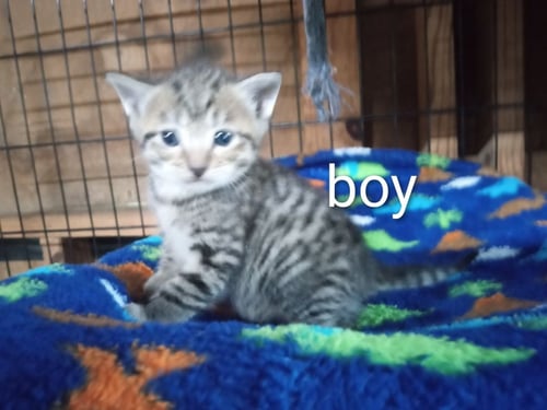MARTIN * - Tabby for adoption in West Palm Beach