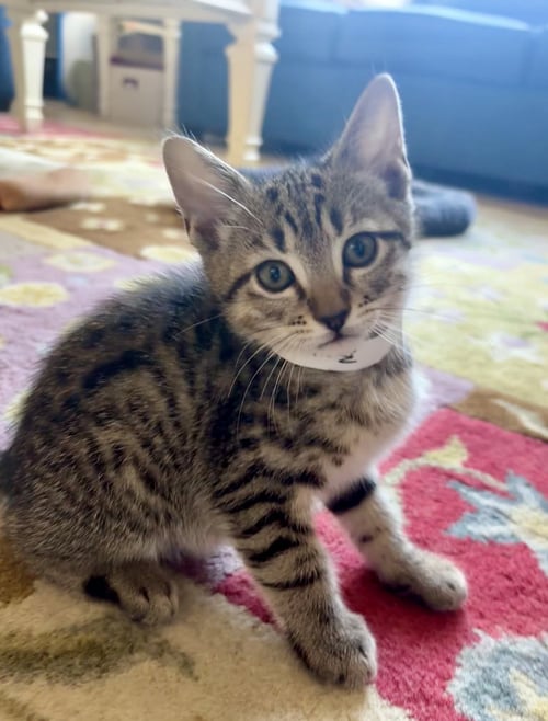 MARTIN * - Tabby available for adoption