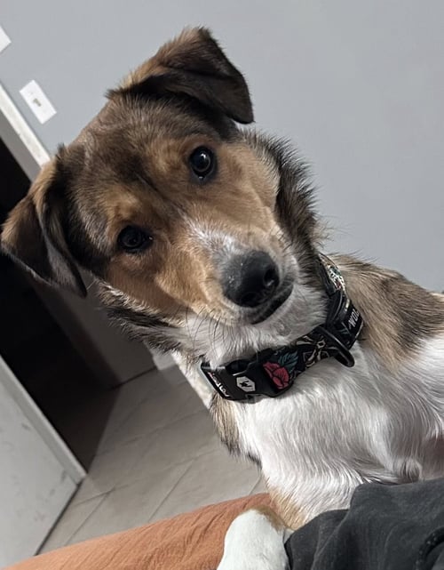 LOKI - Shetland Sheepdog Sheltie / Border Collie available for adoption