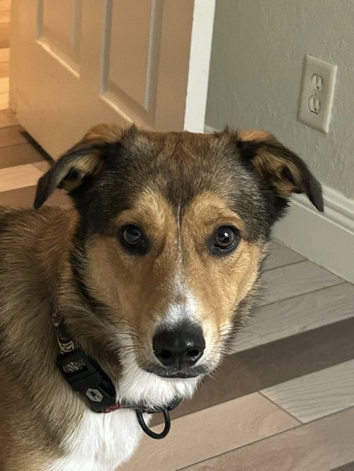 LOKI - Shetland Sheepdog Sheltie / Border Collie available for adoption