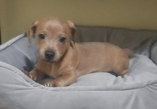 VERN * - Dachshund available for adoption