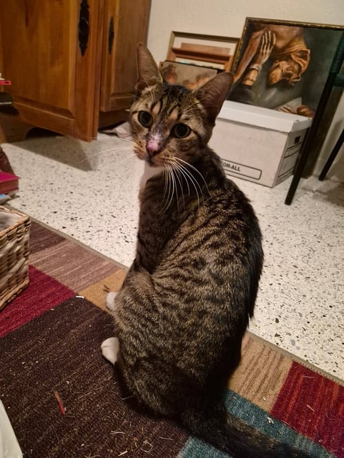 BOOTS - Tabby available for adoption