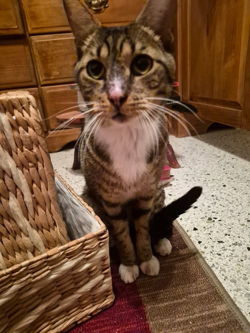 BOOTS - Tabby available for adoption