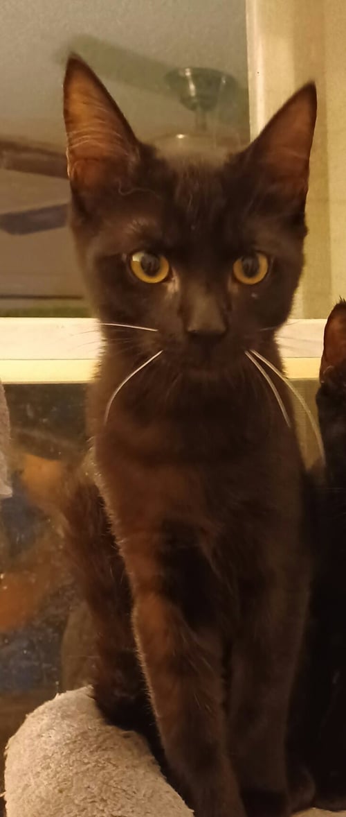 DEAN * - Domestic Short Hair available for adoption