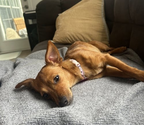 HARLEY * - Terrier available for adoption