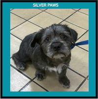Bella (DOG)* - Photo 1