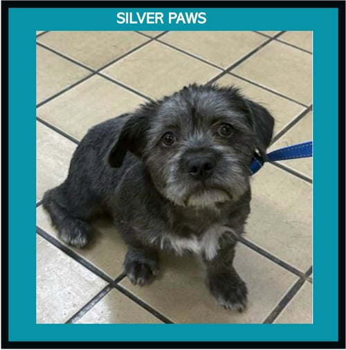 BELLA * - Terrier available for adoption