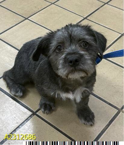 BELLA * - Terrier available for adoption