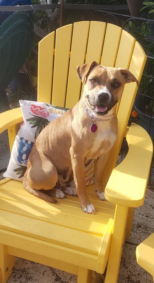 RACHEL * - Boxer / Terrier for adoption in West Palm Beach