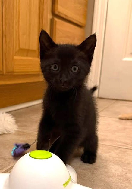 CORA * - Domestic Short Hair available for adoption