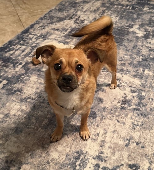 BOLT - Chihuahua / Shih Tzu available for adoption