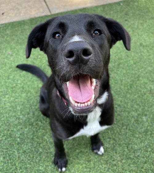 KATIE - Black Labrador Retriever available for adoption