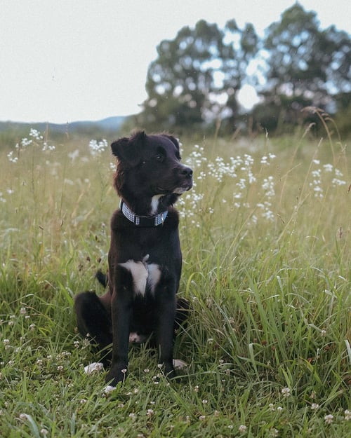 ASHER * - Border Collie / Husky available for adoption