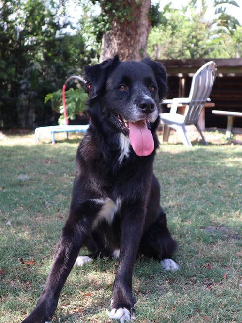ASHER * - Border Collie / Husky available for adoption
