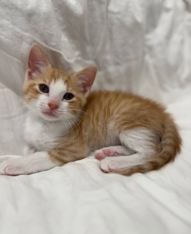 Oliver * Image