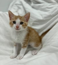 Oliver * - Photo 2