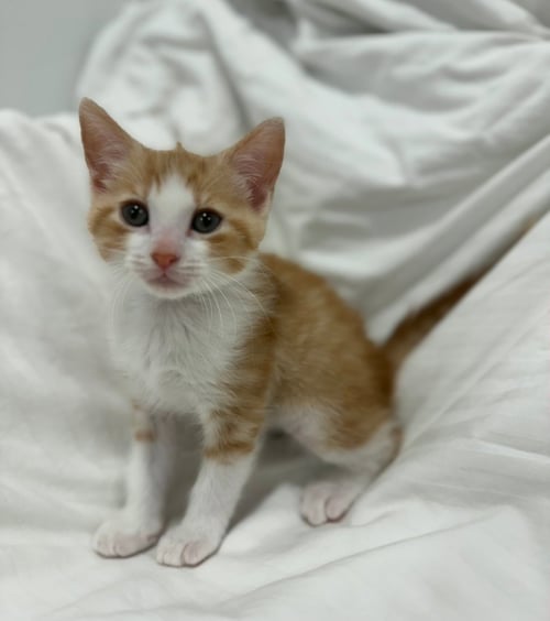 OLIVER * - Domestic Short Hair available for adoption