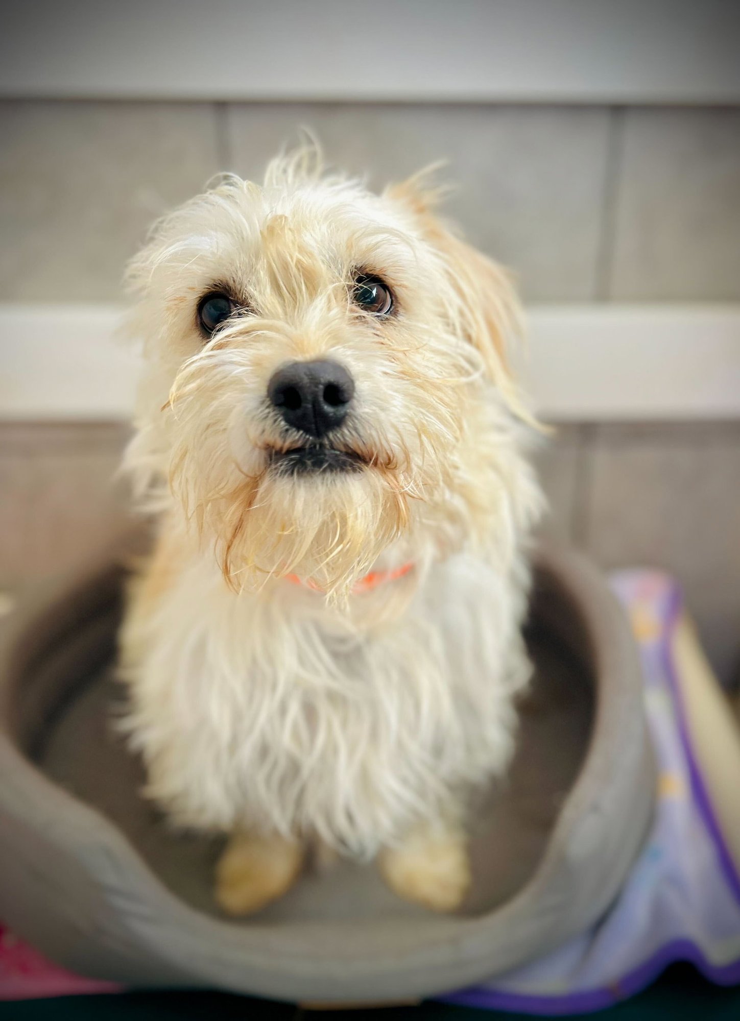 SUNNY JAN 26 - Terrier available for adoption