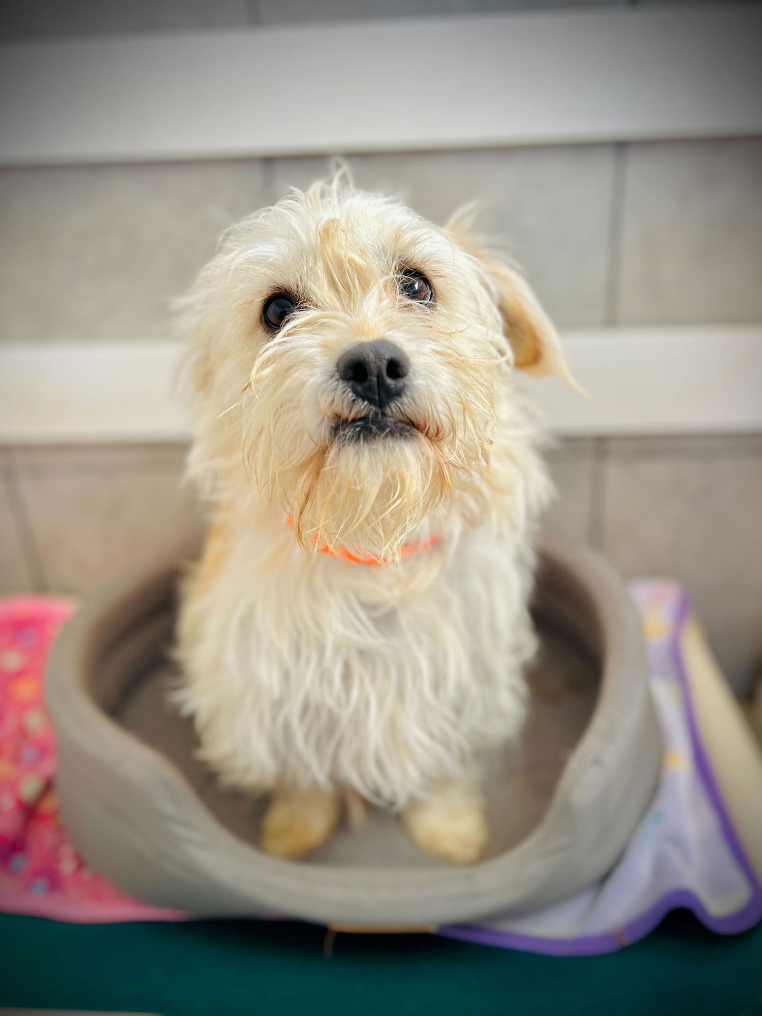 SUNNY JAN 26 - Terrier available for adoption