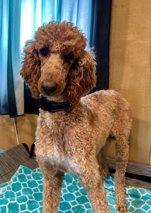 LAYLA FEB 26 - Poodle (Standard) available for adoption