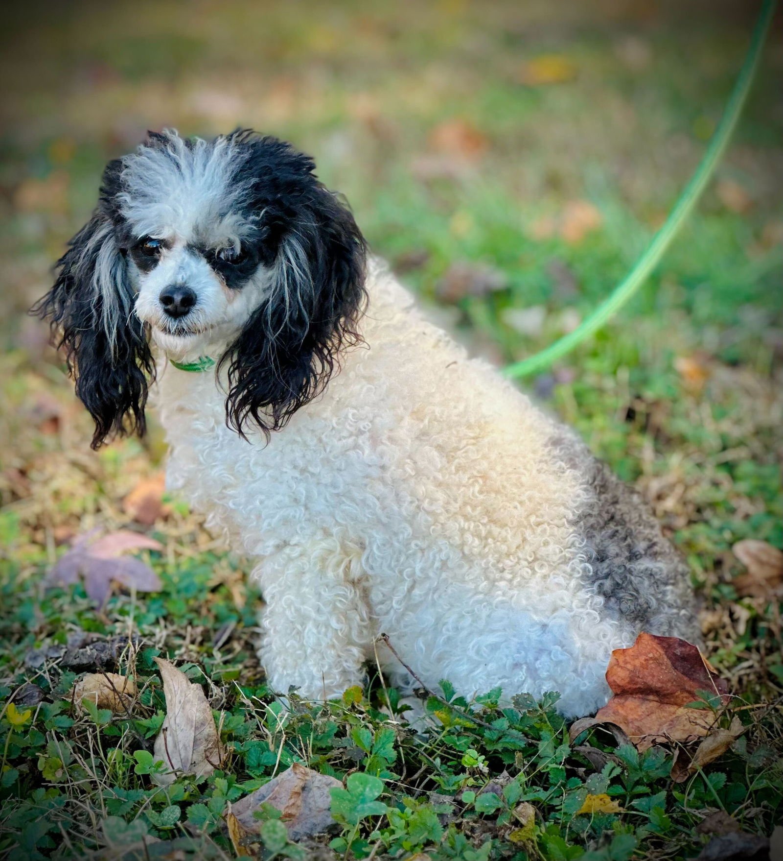 KATE AUG 25 - Poodle (Toy) available for adoption