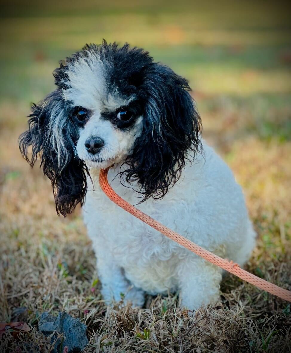 KATE AUG 25 - Poodle (Toy) available for adoption