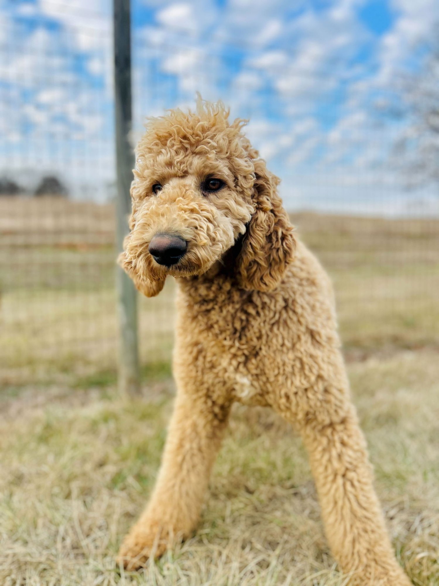 CHARLIE OF EARL JAN 26 - Poodle (Standard) / Labrador Retriever available for adoption