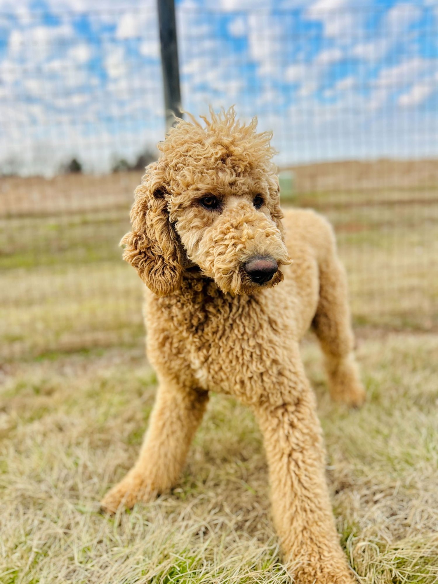 Charlie of Earl Jan 26 - Photo 3