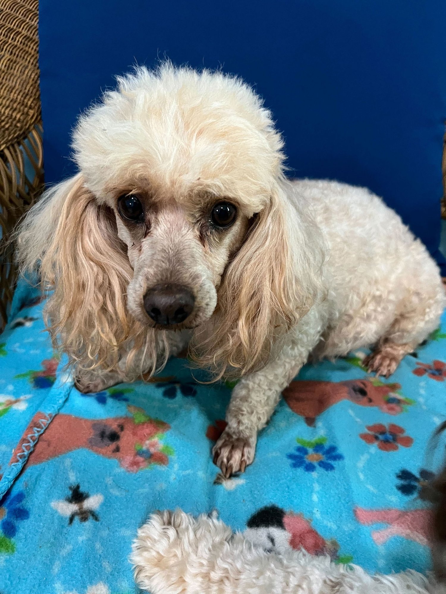 DAHLA ROSE RUSSELL DEC 25 - Poodle (Miniature) available for adoption